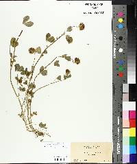 Trifolium olivaceum image