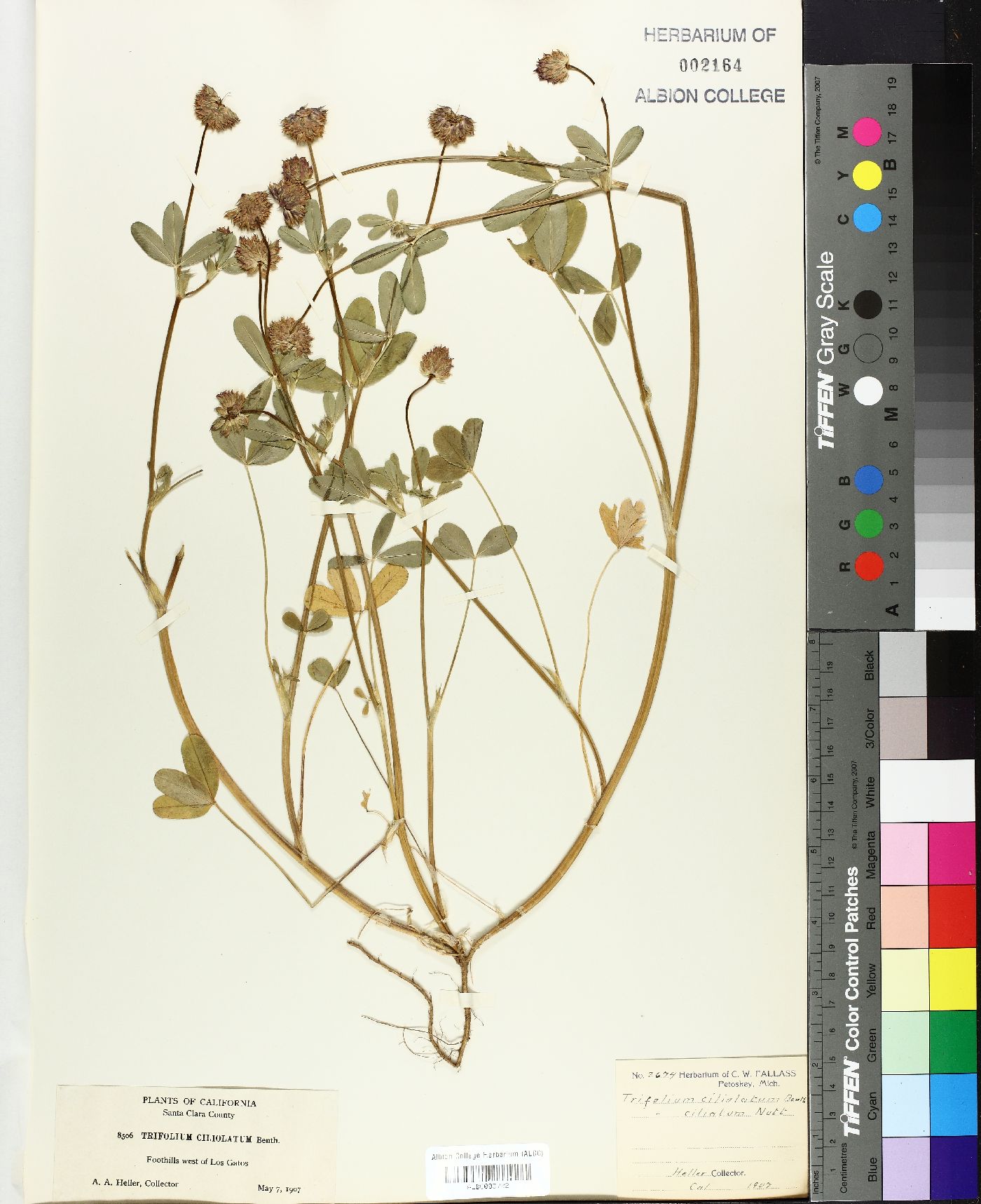 Trifolium ciliolatum image