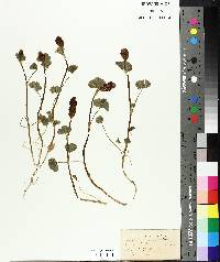 Trifolium incarnatum image