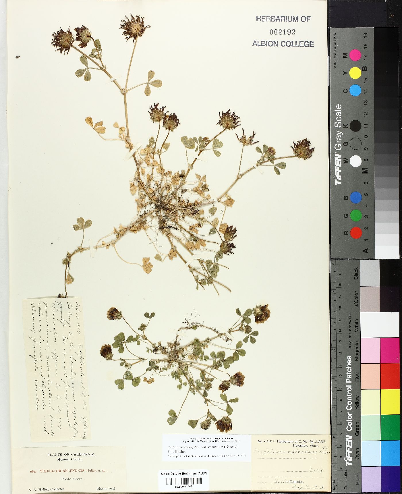 Trifolium splendens image