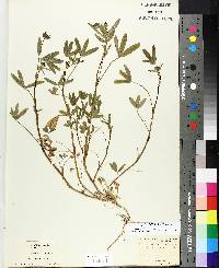 Trifolium aciculare image