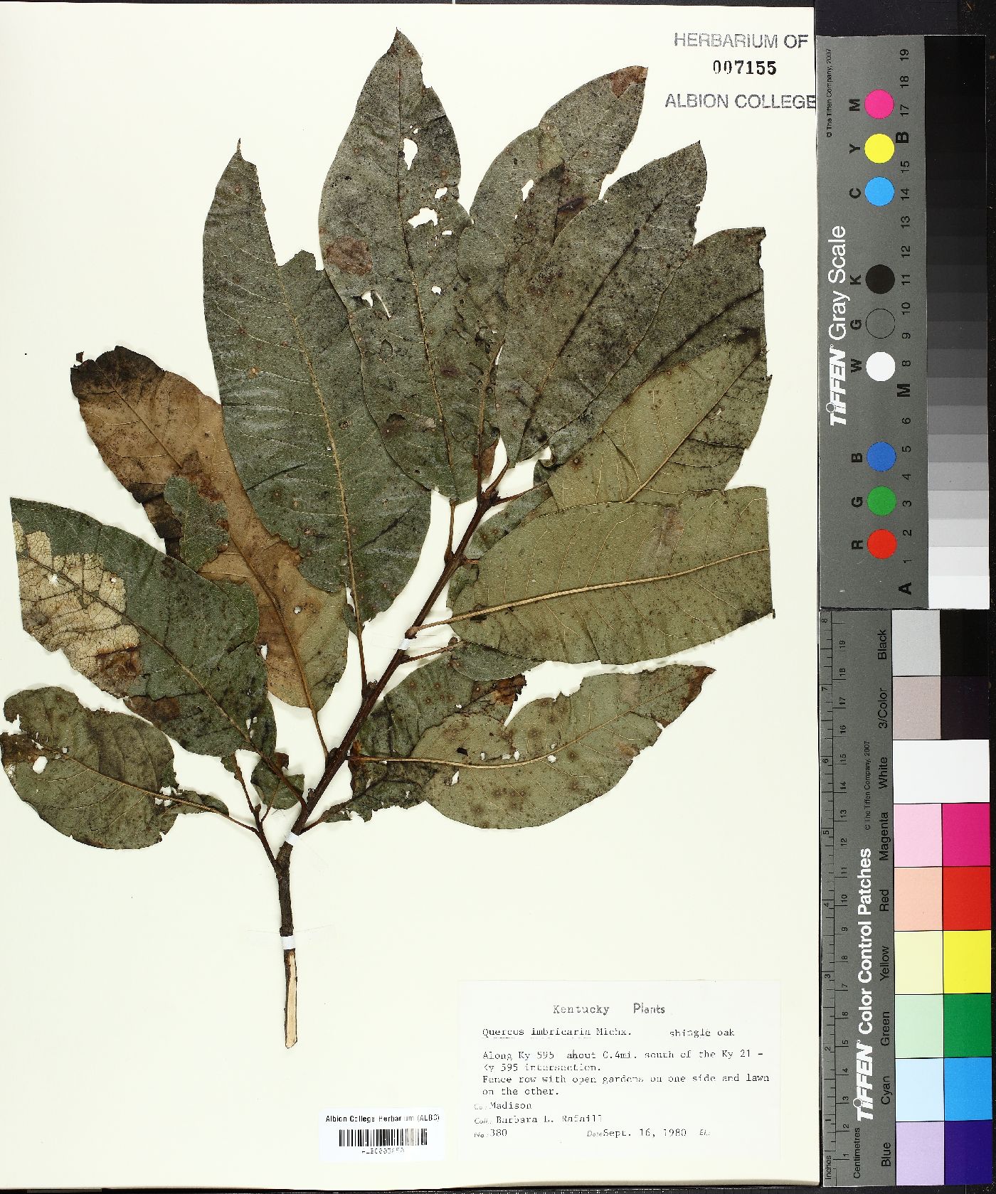 Quercus lamellosa image