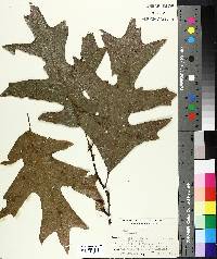 Quercus laevis image