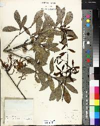 Quercus laurifolia image