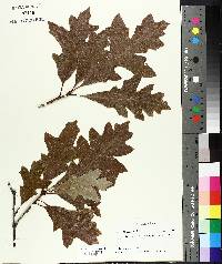 Quercus lyrata image