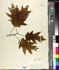 Quercus borealis image