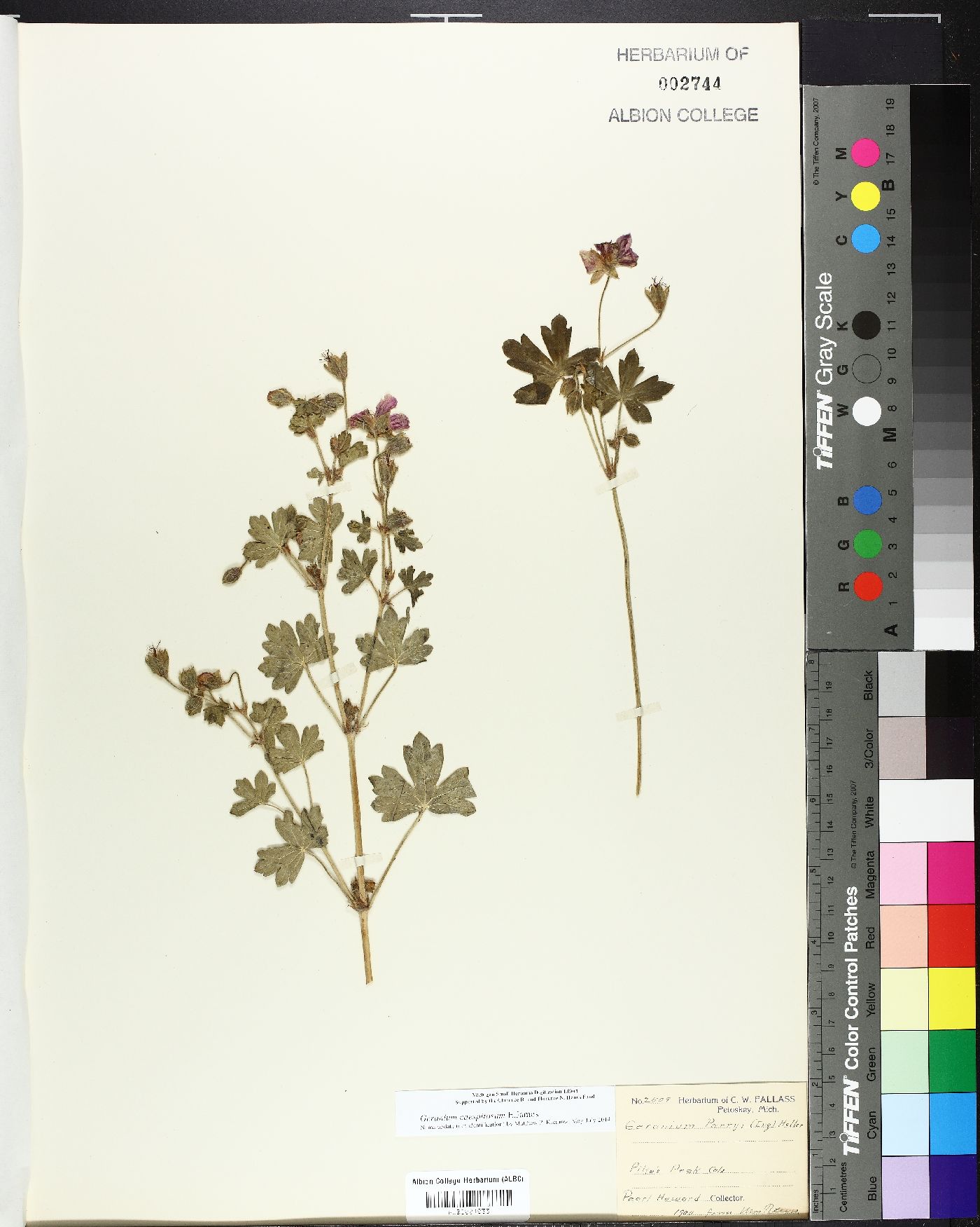 Geranium caespitosum var. parryi image