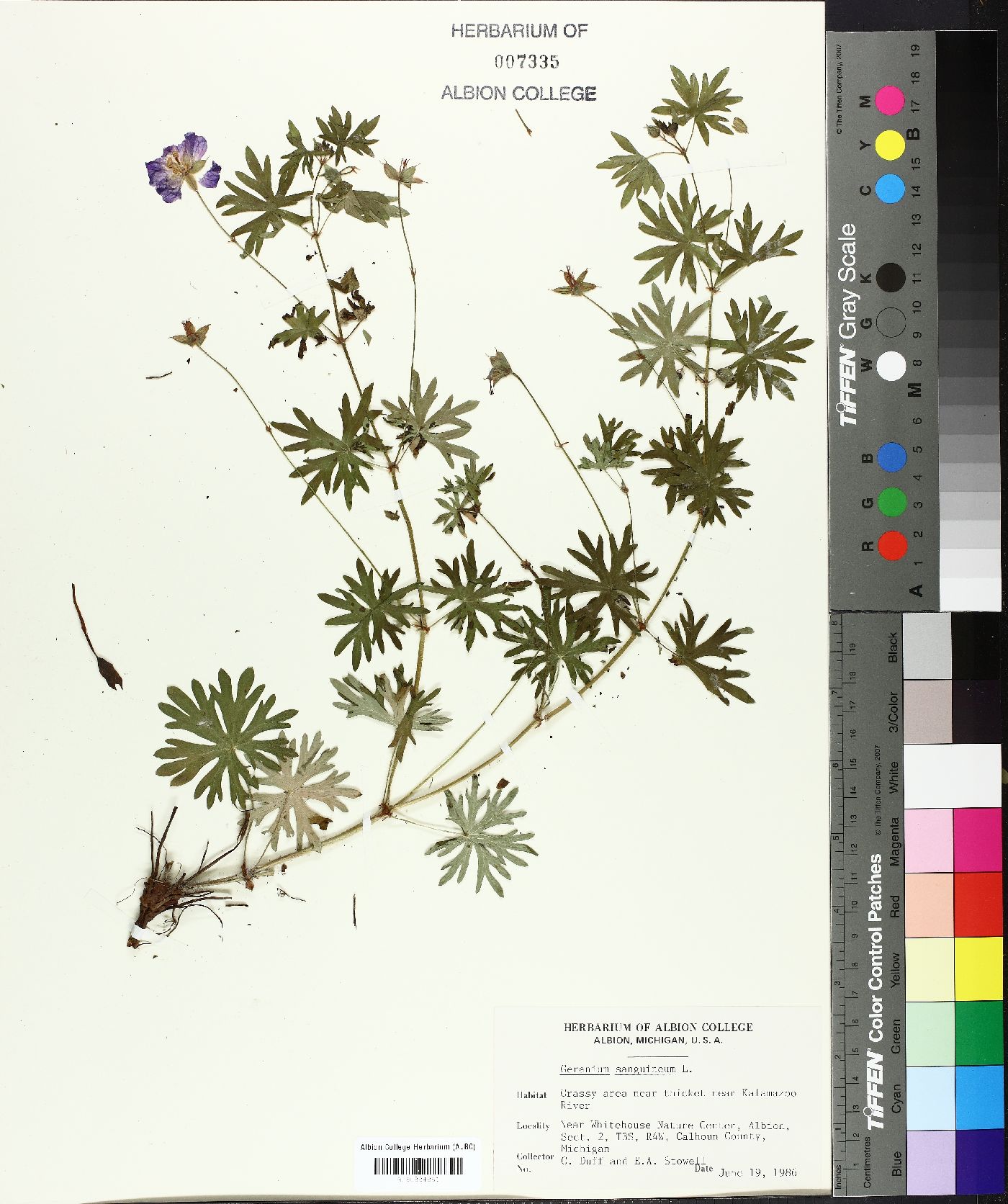 Geranium sanguineum image