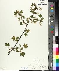 Ribes americanum image