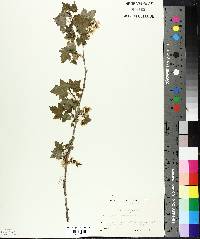 Ribes americanum image