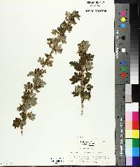 Ribes hirtellum image