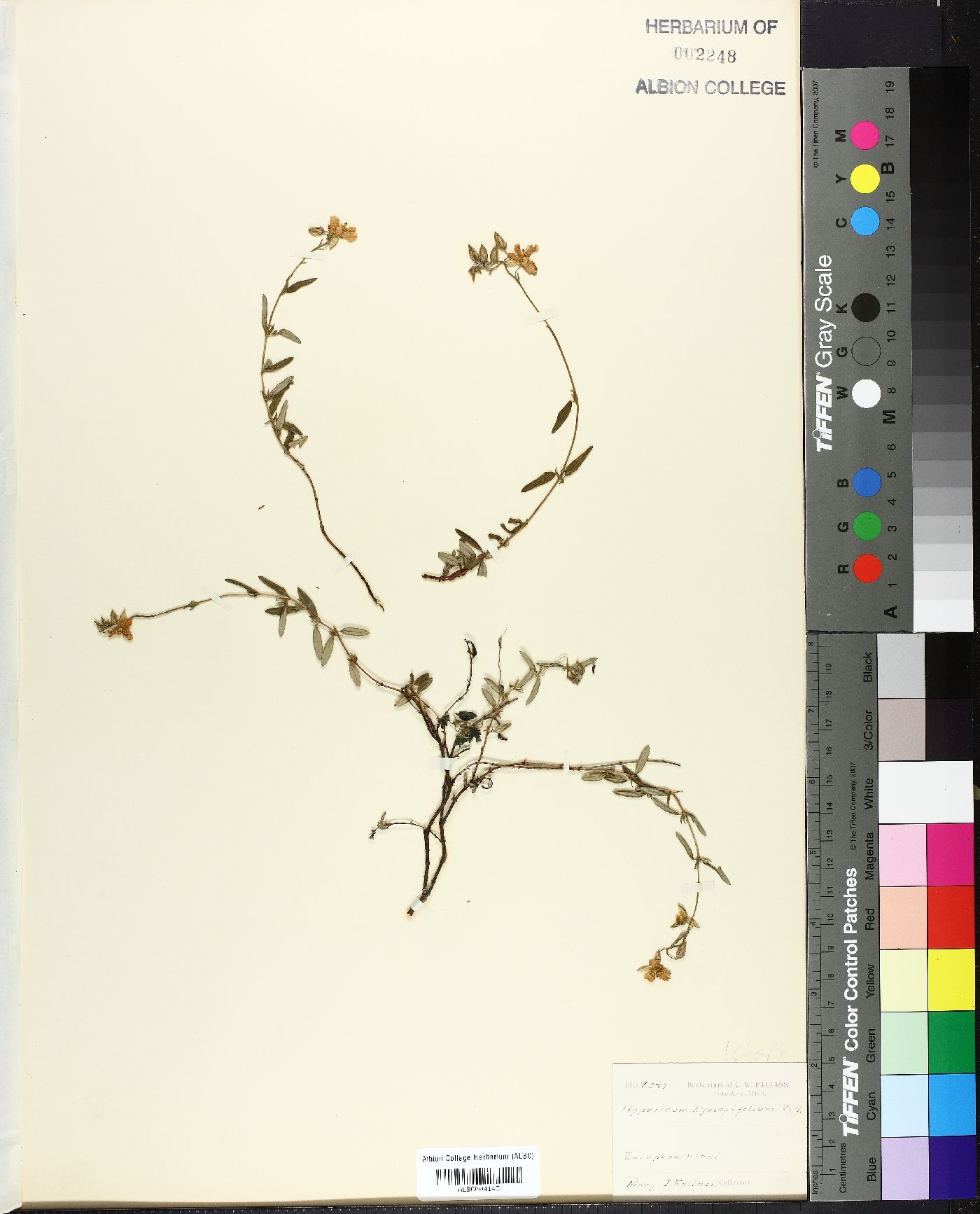 Hypericum hyssopifolium image