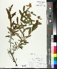 Hypericum prolificum image