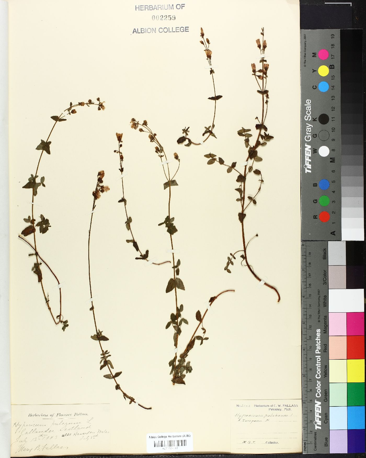 Hypericum pulchrum image
