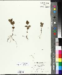 Hypericum virginicum var. fraseri image