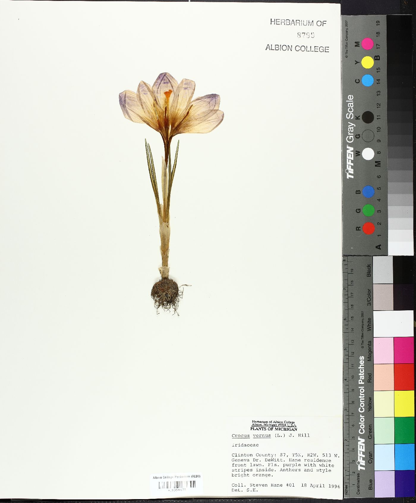 Crocus vernus image