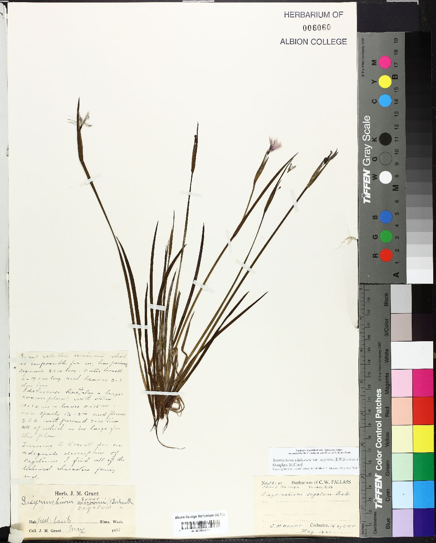 Sisyrinchium segetum image
