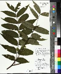 Juglans nigra image