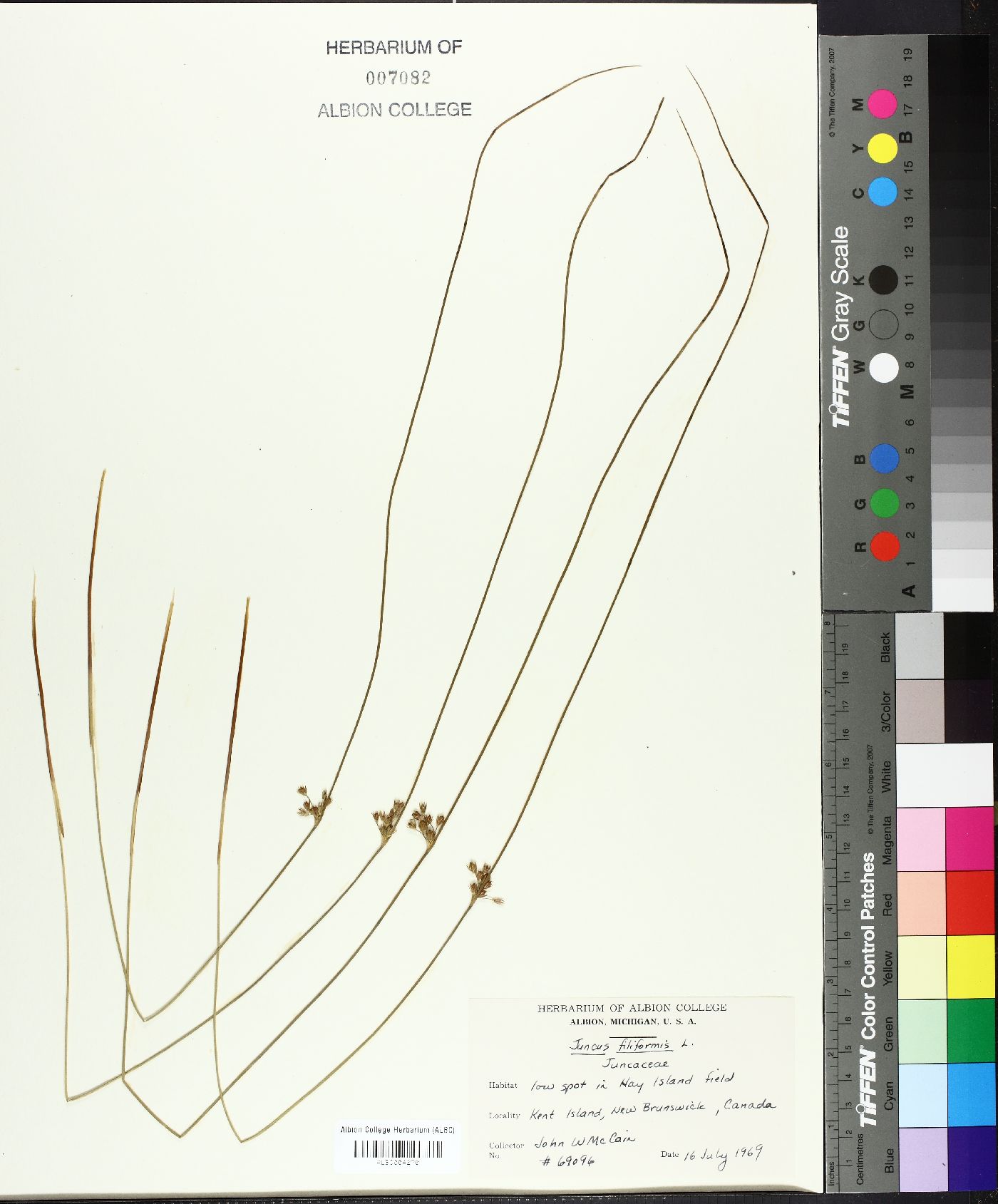 Juncus filiformis image