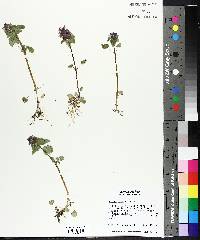 Lamium purpureum image