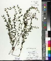 Scutellaria galericulata image