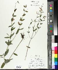 Scutellaria galericulata image