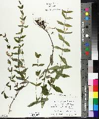 Scutellaria galericulata image