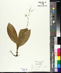 Clintonia borealis image