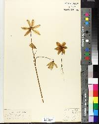 Erythronium californicum image