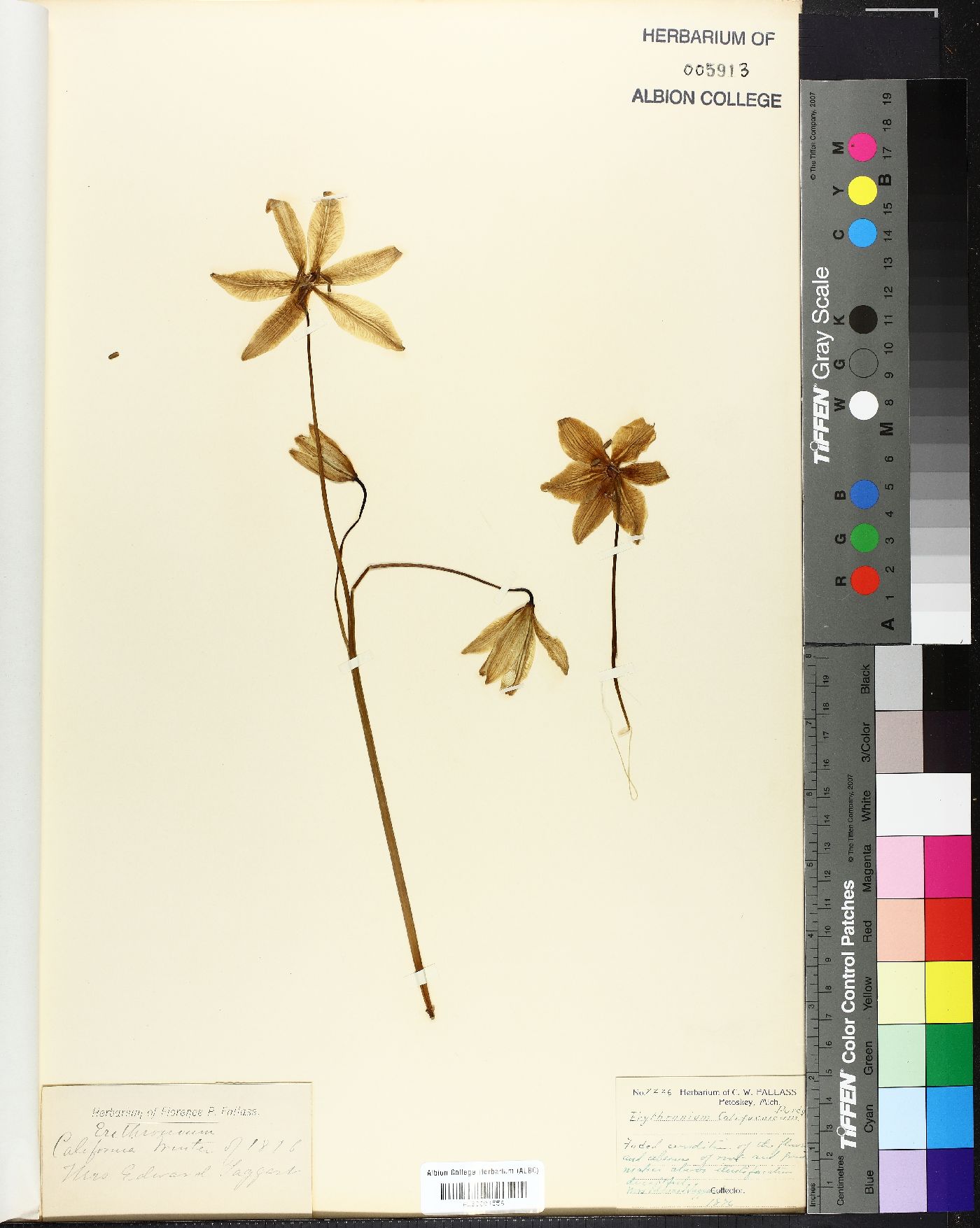 Erythronium californicum image
