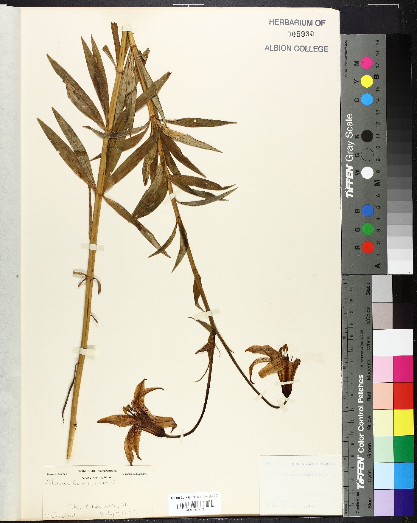 Lilium canadense image