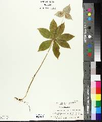 Medeola virginiana image