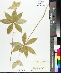 Medeola virginiana image