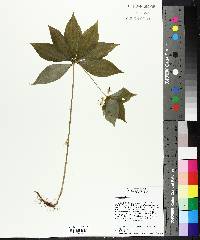 Medeola virginiana image