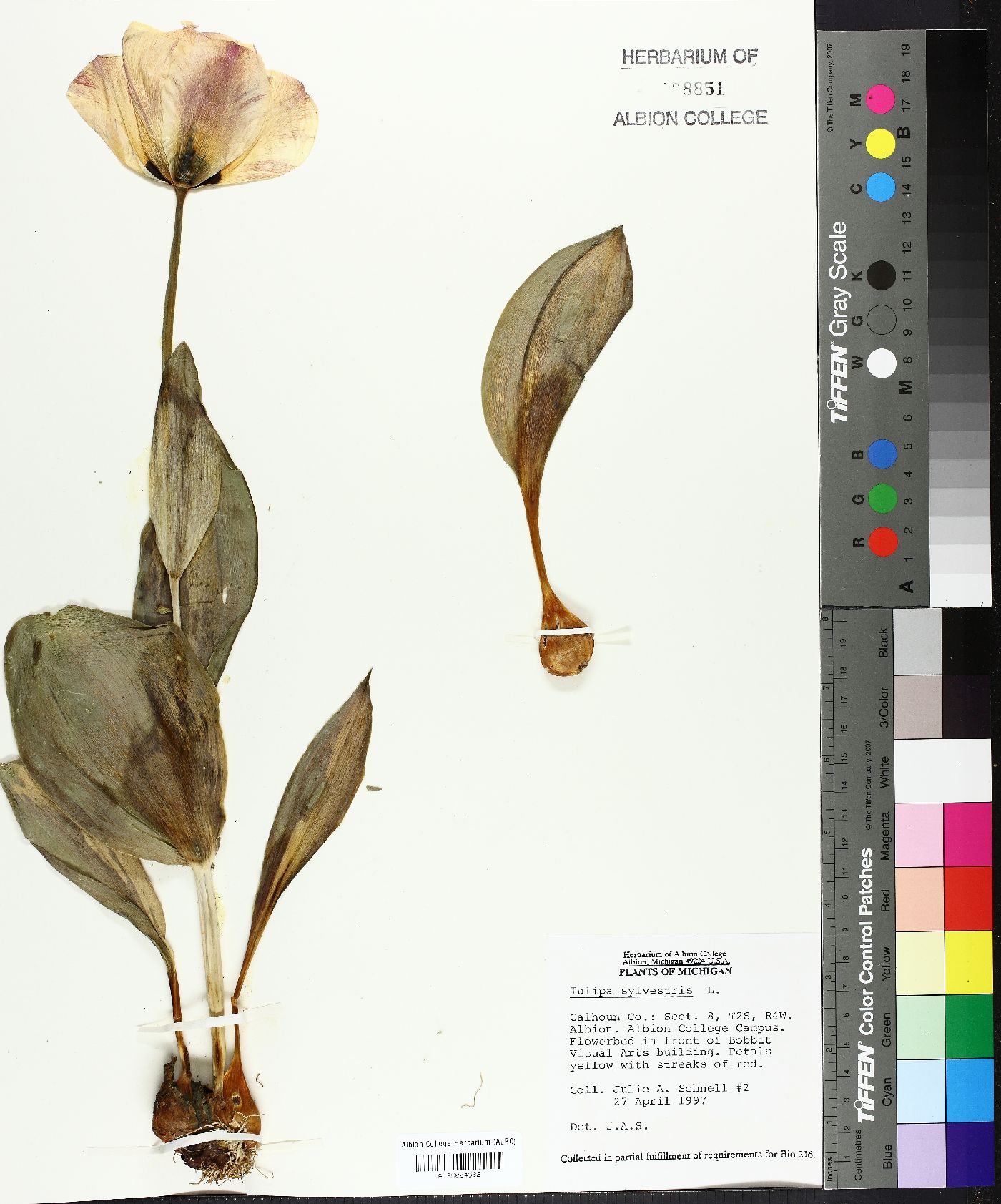 Tulipa sylvestris image