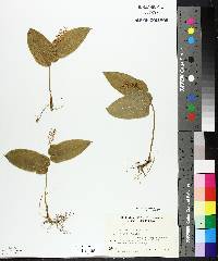 Maianthemum canadense var. canadense image