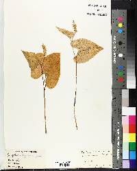 Maianthemum bifolium var. kamtschaticum image
