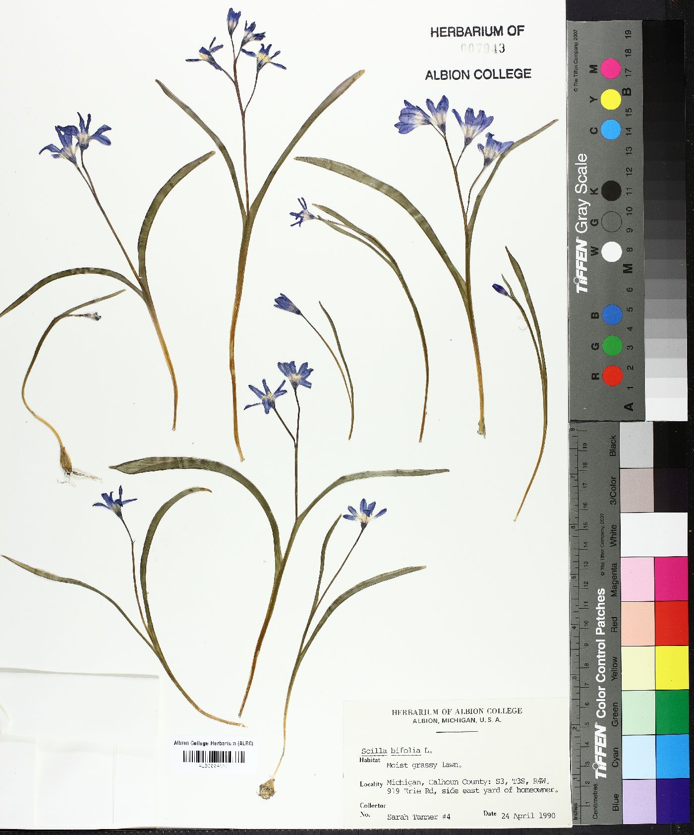Scilla bifolia image