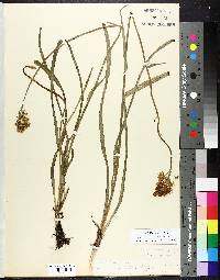 Stenanthium gramineum image