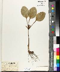 Trillium petiolatum image