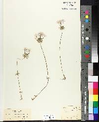 Linanthus androsaceus image