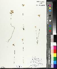 Utricularia cornuta image