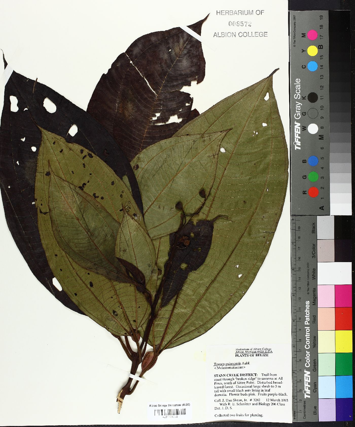 Tococa guianensis image