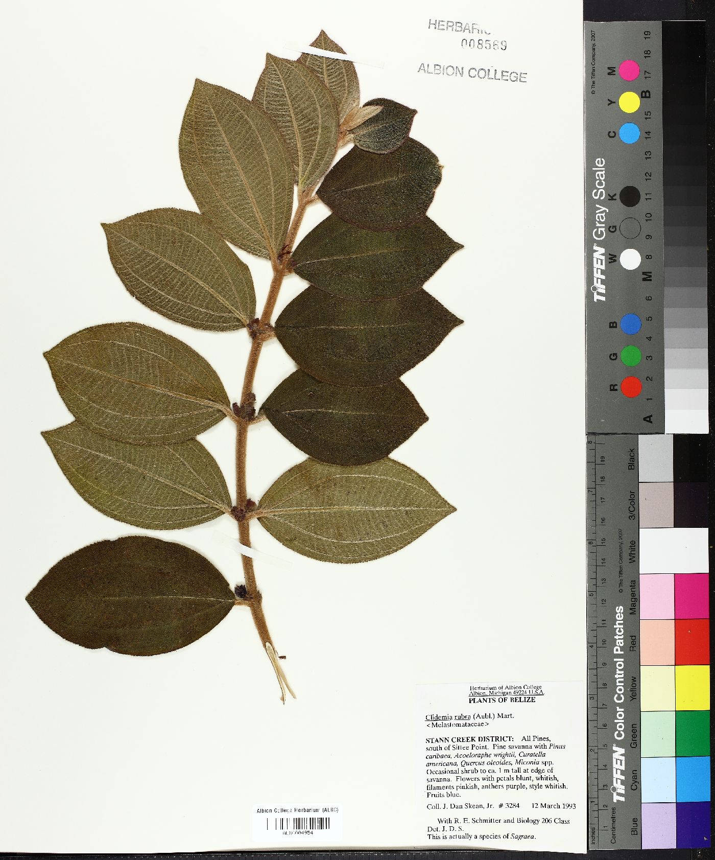 Clidemia rubra image