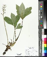 Menyanthes trifoliata image