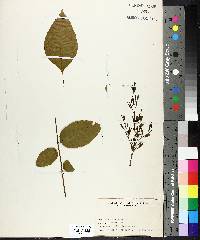 Fraxinus americana image