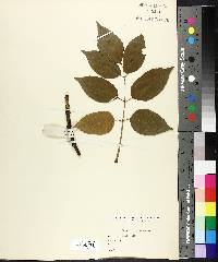 Fraxinus americana image