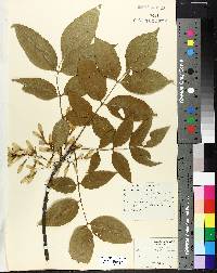 Fraxinus pennsylvanica image