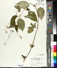 Circaea canadensis image