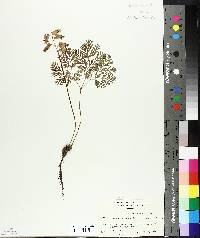 Dicentra canadensis image